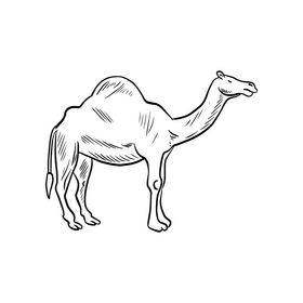 Camel animal illustration black and white clipart