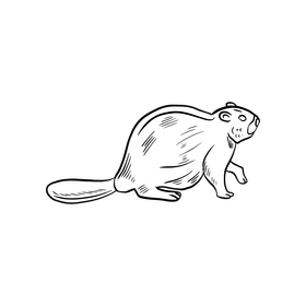 Beaver black and white clipart