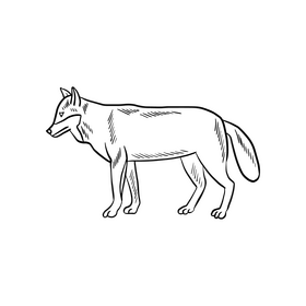 Wolf animal illustration black and white clipart