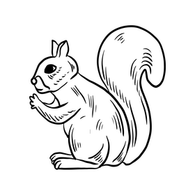 Squirrel animal drawing black and white clipart