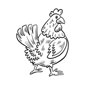 Cock cartoon black and white clipart