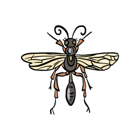 Wasp illustration clipart