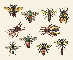 Wasps vector