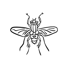 Insect black and white clipart