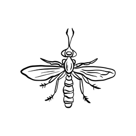 Insect black and white clipart