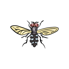 Fly insect cartoon clipart