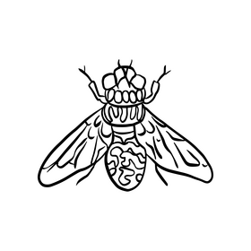 Free insect illustration black and white clipart