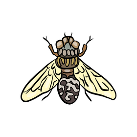 Free insect illustration clipart