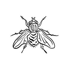 Fly insect illustration black and white clipart