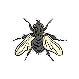 Fly insect illustration clipart