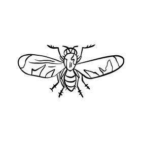 Free fly insect black and white clipart