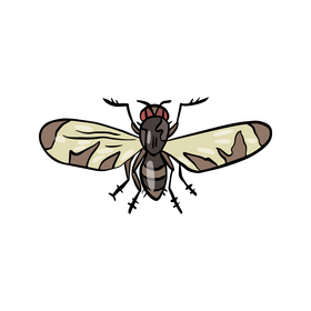 Free fly insect clipart