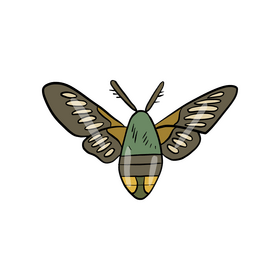 Moth clipart