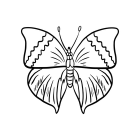 Moth insect black and white clipart