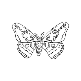Moth insect black and white clipart