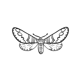 Moth drawing black and white clipart