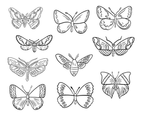 Moth insect black and white vector