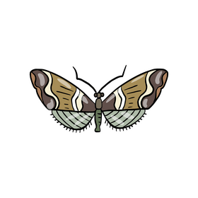 Moth illustration clipart