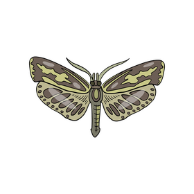 Free moth insect clipart
