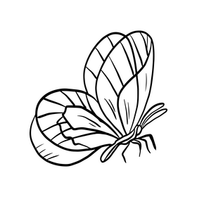 Cossina black and white clipart