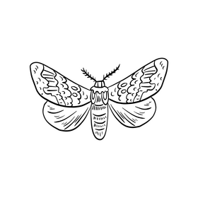 Cossina drawing black and white clipart