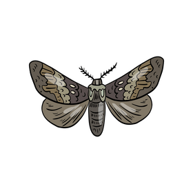 Cossina drawing clipart