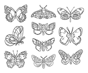 Cossina insects black and white vector