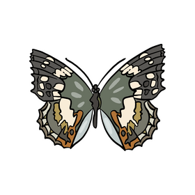 Cossina insect illustration clipart