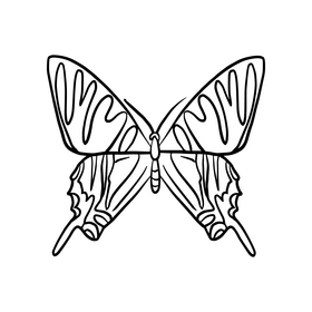 Cossina black and white clipart