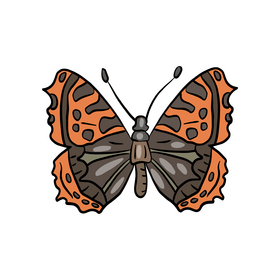 Cossina butterfly clipart