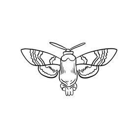 Cossina insect black and white clipart