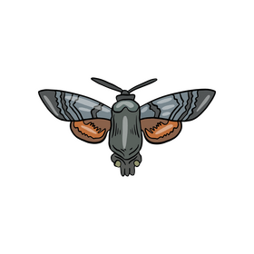 Cossina insect clipart