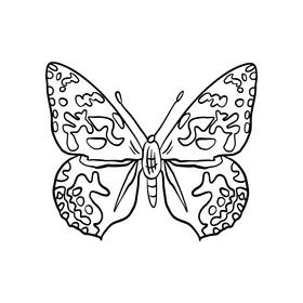 Cossina butterfly black and white clipart