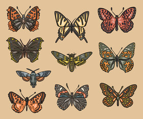 Cossina butterflies vector
