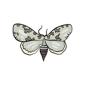 Butterfly clipart