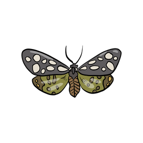 Butterfly clipart