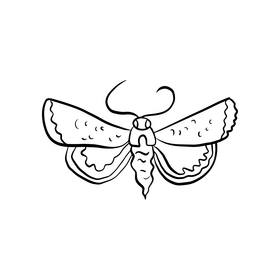 Butterfly insect black and white clipart