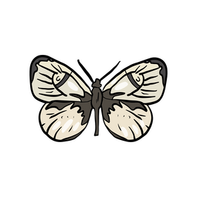 Butterfly clipart