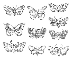 Butterflies black and white vector