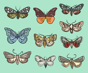 Butterflies vector