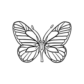 Butterfly drawing black and white clipart