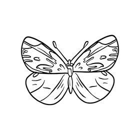 Butterfly Illustration Black And White Clipart Free Download