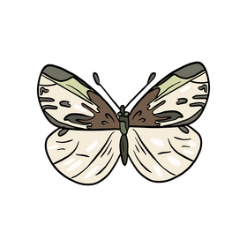 Butterfly illustration clipart