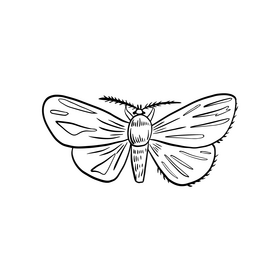 Butterfly pest cartoon black and white clipart