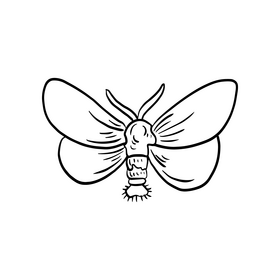 Butterfly drawing black and white clipart