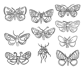 Butterfly pest black and white vector