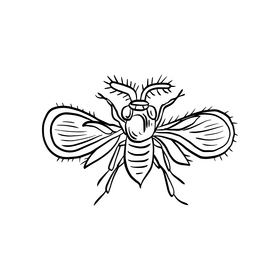 Insect rider black and white clipart