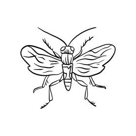 Flying insect black and white clipart