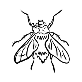 Fly insect black and white clipart