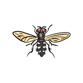 Fly insect cartoon clipart